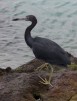 Little Blue Heron