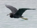 Little Blue Heron