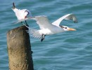 Royal Tern