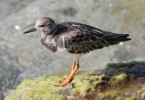 Least Sandpiper
