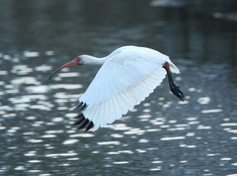 Bird Photography of Myrtle Beach South Carolina