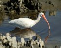 White Ibis