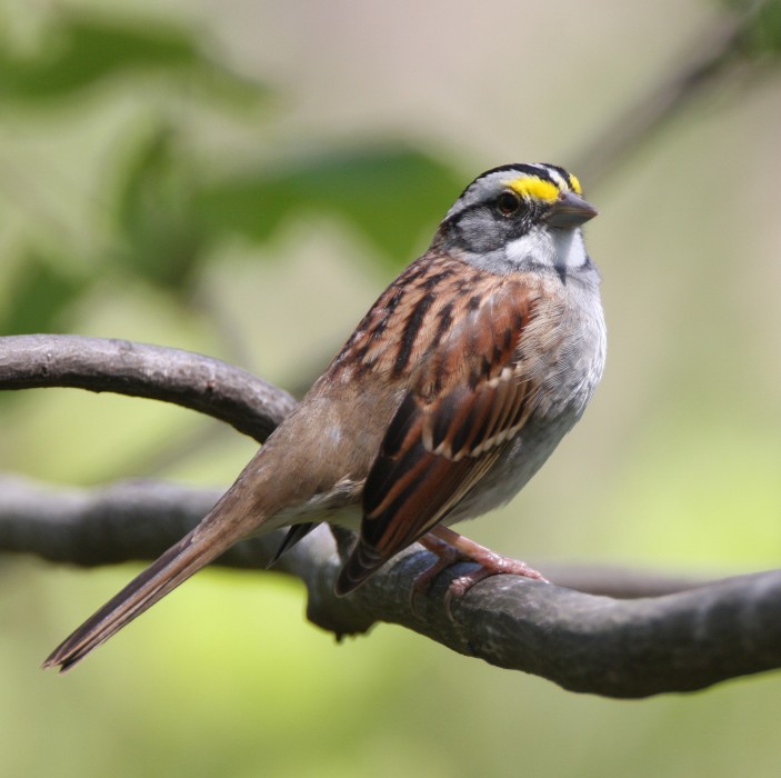 Robbie Peel Adli Kullanicinin Iowa Birds In My Area Panosundaki Pin