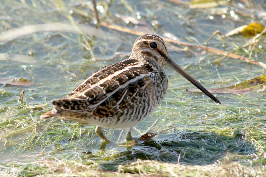 Bird Photography of Myrtle Beach South Carolina