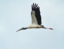 Wood Stork in flight
