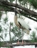 Wood Stork