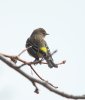 Yellow-Rumped Warbler